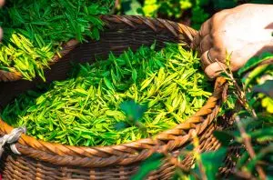 Health benefits of drinking loose leaf tea